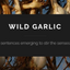 Wild Garlic