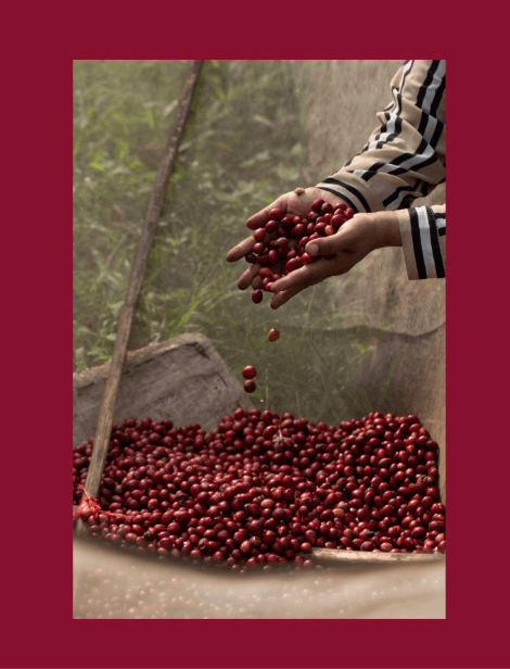 Little Fruits Magazine latest issue